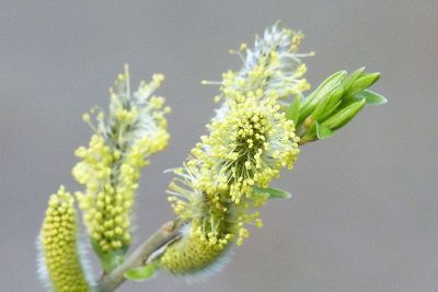 close up plants