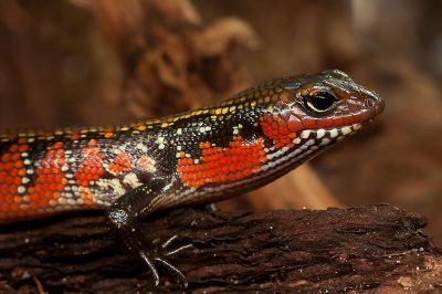 reptile laying on piece of wood