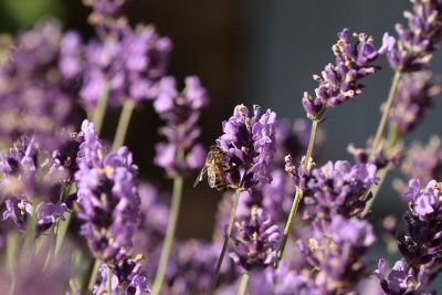 bee on lavender