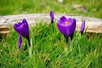 blooming crocus in grass