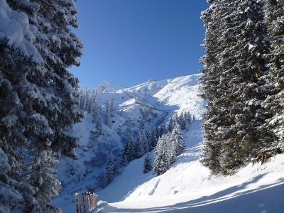 mountain and trees covered with snow