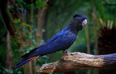 parrot on branch