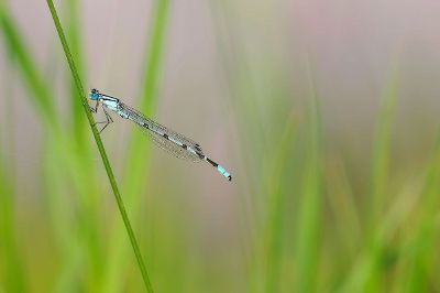 dragonfly on a stem