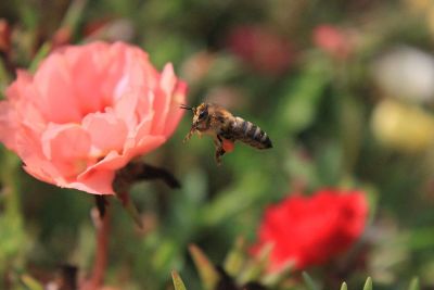 bee approaching flower