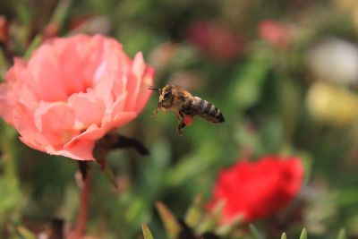 bee approaching flower