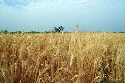 sky behind a wheatfield