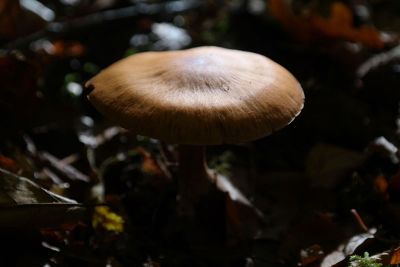 small brown mushroom
