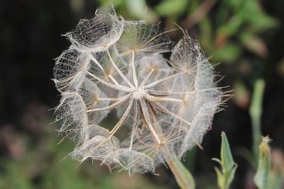 dandelion flower