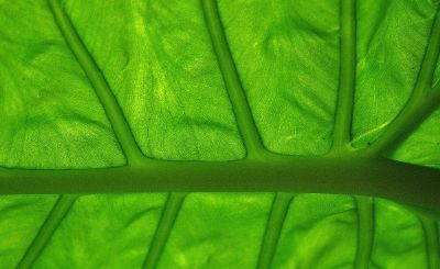 macro photograph of green leaf structure