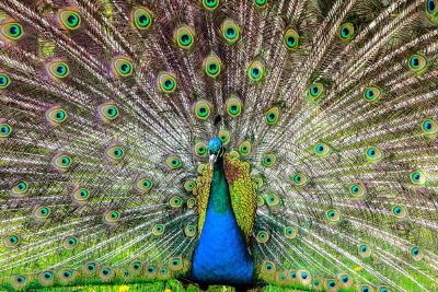 peacock with wings outspread