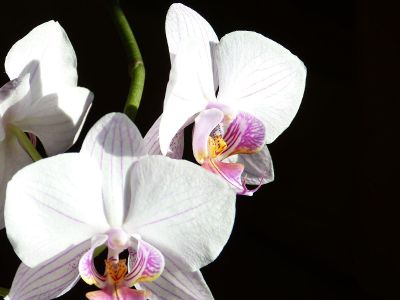 white orchids with purple in the middle