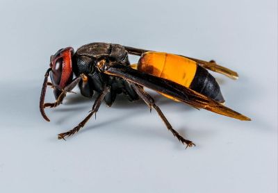 yellow jacket wasp sting