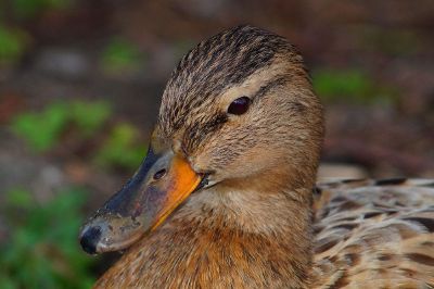 just a duck