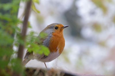 a tiny bird