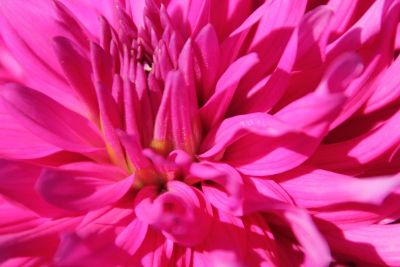 pink petals of flower