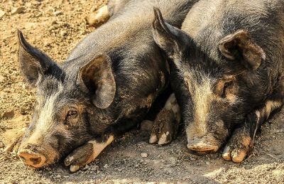 two black pigs laying down