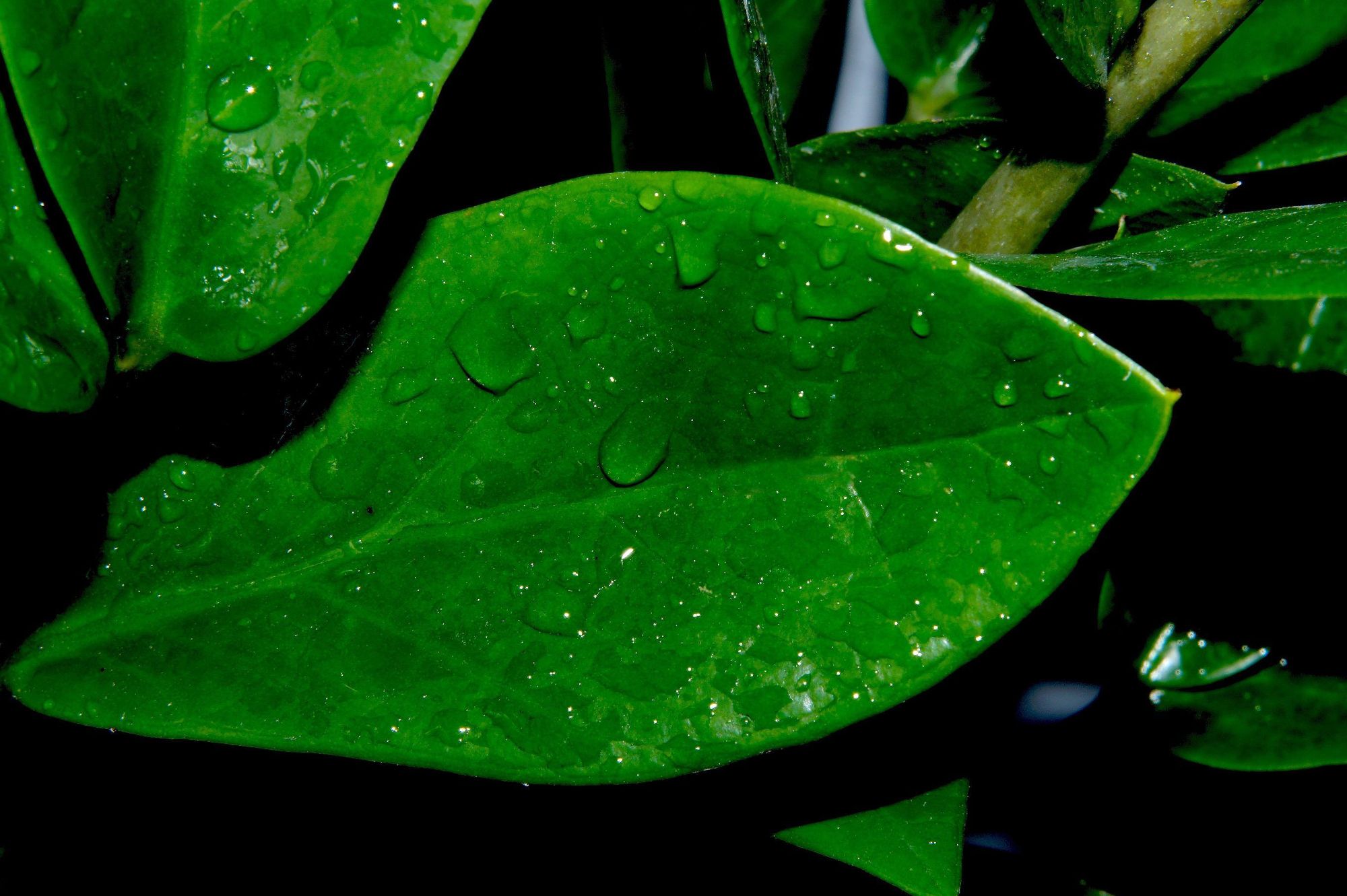 From Dewy Leaves in Wallpaper Wizard — HD Desktop Background With wet green  leaves