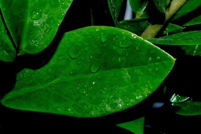 wet green leaves