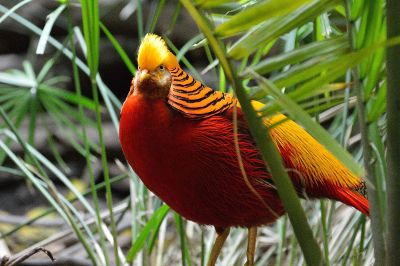 bird in a bush