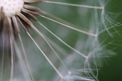 a closeup of dandelion seeds