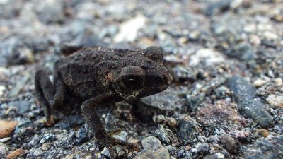 bumpy toad crawling on rocks