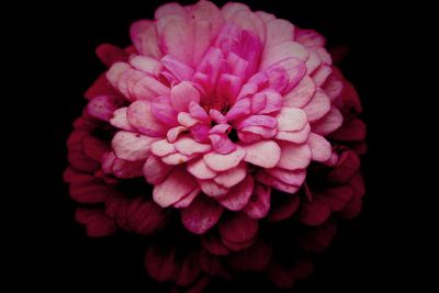 a single fluffy pink flower