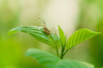 a spider on a leaf