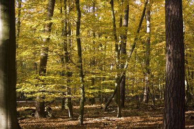 sunlight streaming through forest