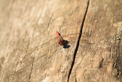 dragon fly on a tree