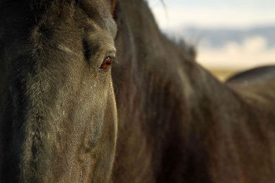 face of horse