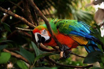 rainbow plumage on bird