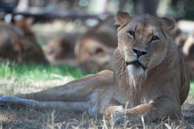 lounging lion