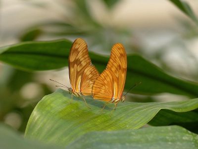 butterflies on leaf