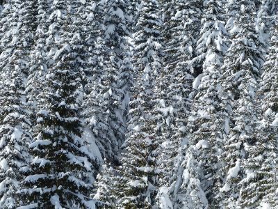 snowy pine trees