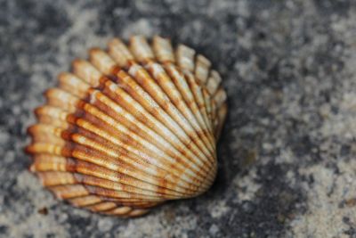 sea shell close up