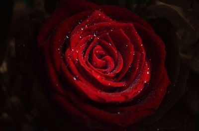 water beads on a rose