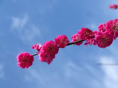 pink flowers against blue sky