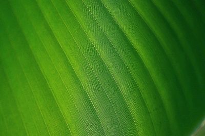 close up of green leaf