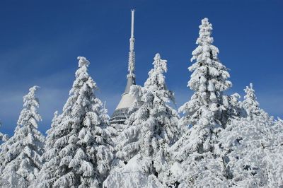 snowy forest scene