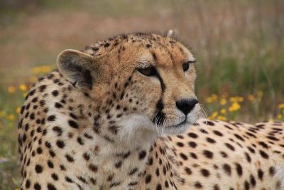 cheetah lying down