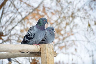 birds on a fence