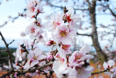 cherry blossom in bloom