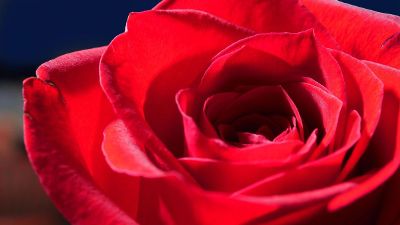 macro of a red rose