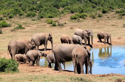 lounging elephants