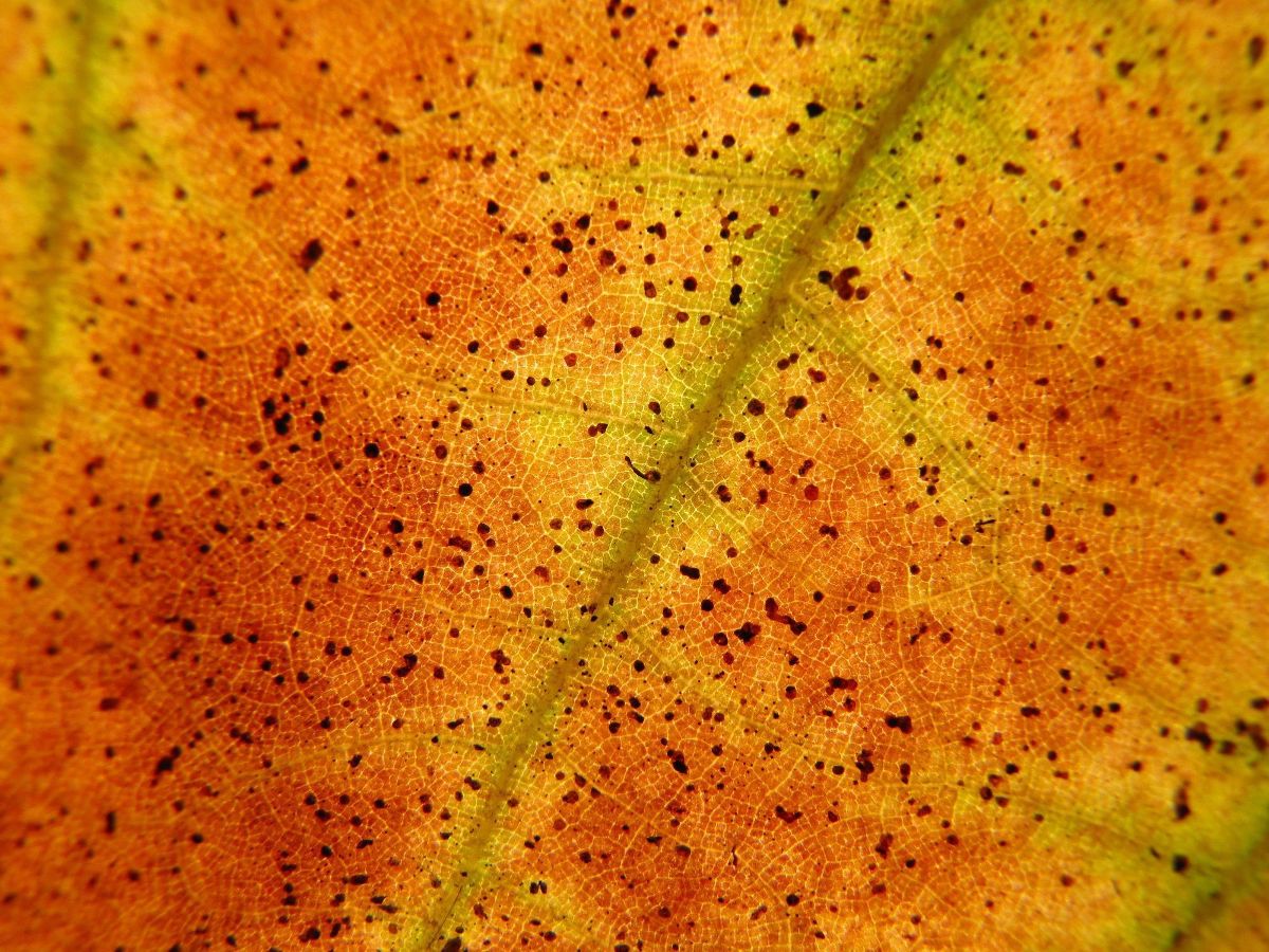 Reading the leaves. Желтые прожилки на листьях. Красные прожилки на листьях. Оранжево коричневый лист. Осенние листья фон.