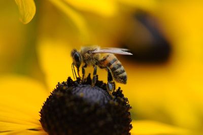 bee and flower