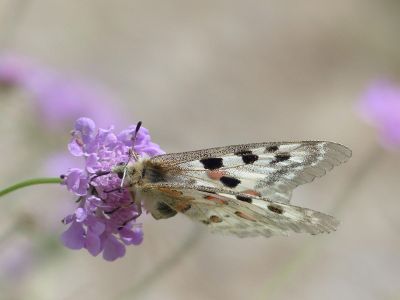 butterfly on a lilac