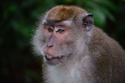 portrait of a baboon