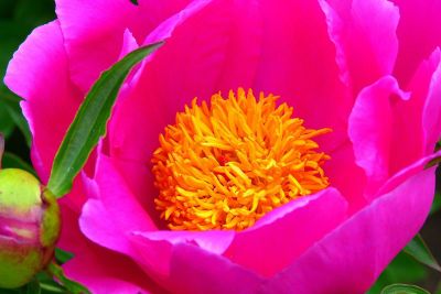 fuchsia flower with yellow stamens