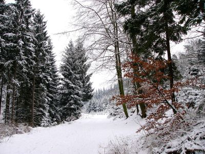 snowy day in the forest